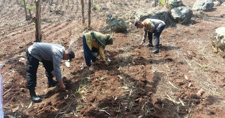 Polsek Nyalindung Polres Sukabumi Dukung Program Ketahanan Pangan Lewat Monitoring Penanaman Jagung di Desa Neglasari