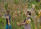 Bhabinkamtibmas Polsek Kalibunder Monitoring Panen Jagung Kelompok Tani Harum III