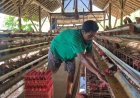 Sempat Sulit Terjual, Kini Seluruh Telur Peternak Ayam Ini Terserap Berkat MBG