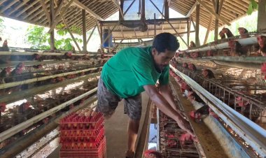 Sempat Sulit Terjual, Kini Seluruh Telur Peternak Ayam Ini Terserap Berkat MBG